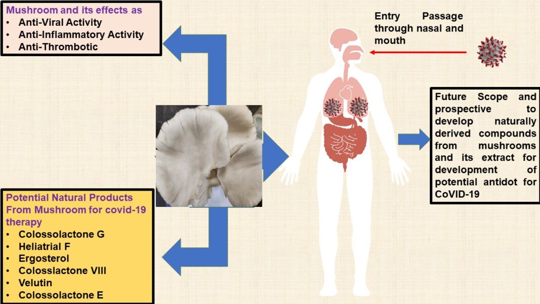 Mushroom derived bioactive compounds have potential to combat COVID-19 and other viral infections