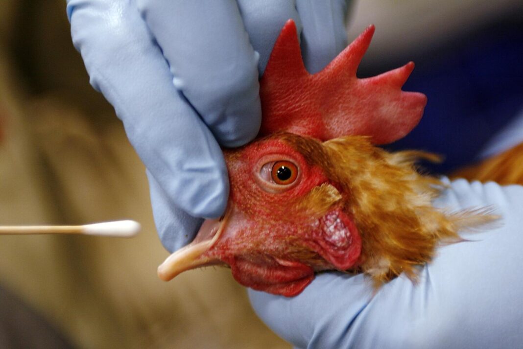 Avian influenza: 